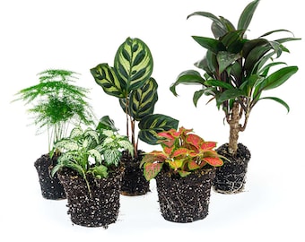Pacchetto piante da terrario Makoyana - 5 piante - Palma - Calathea - Asparagi - 2x Fittonia - Kit terrario