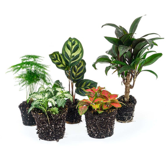 Set di piante da terrario tropicali - 5 piante
