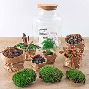 Terrarium DIY Kit • Ecosystem with plants  • ↑ 30 cm  • Milky • Closed Terrarium • Fittonia • Calathea • Asparagus Fern - urbanjngl.com