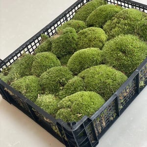 Op de afbeelding: Een zwarte plastic krat gevuld met groene mosballen. De mosballen zijn gerangschikt in een rasterpatroon.
