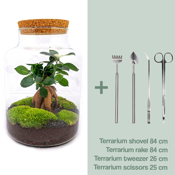 Kit Terrarium 2 Plants Ficus and Fittonia 