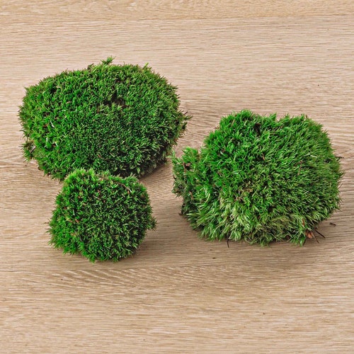 Cushion moss - Bun moss - live - Bags with fresh moss for terrarium, indoor and garden