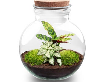 Flaschengarten • ↑ 26.5 cm • Teddy • Pflanzenterrarium mit Pflanzen im Glas • Ökosystem mit Pflanzen • DIY terrarium set