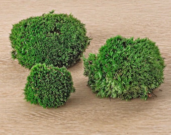 Levend kussenmos • Premium vers levend mos voor terrarium • Broodjesmos • Kussenmos • Kleine/middelgrote/grote stukken mos - urbanjngl.com