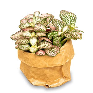 Fittonia Pink Tiger - Pink, white and Green - Mosaic plant - Terrarium plant - Baby - Mini - urbanjngl.com