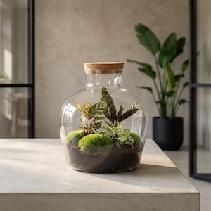 Flaschengarten • ↑ 30 cm • Fat Joe • Pflanzenterrarium mit Pflanzen im Glas • Ökosystem mit Pflanzen