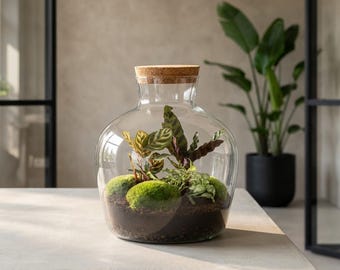Flaschengarten • ↑ 30 cm • Fat Joe • Pflanzenterrarium mit Pflanzen im Glas • Ökosystem mit Pflanzen