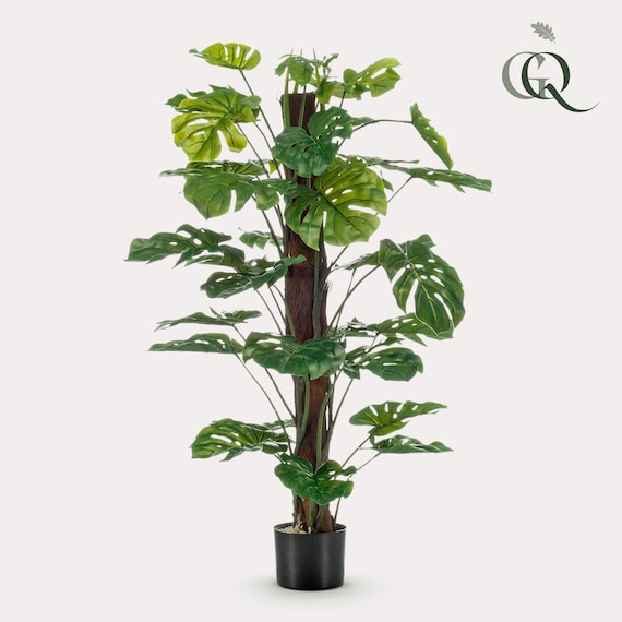 philodendron snow white Philodendron Snowdrift Variegata main image 0