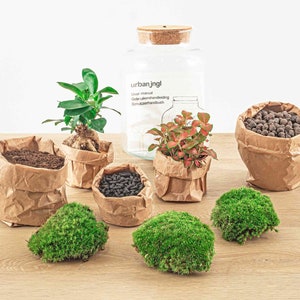 Terrarium DIY Kit Little Milky Bonsai Led light Ecosystem with plants 25 cm image 5