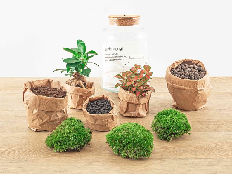 Terrarium DIY Kit Little Milky Bonsai Led light Ecosystem with plants 25 cm image 5