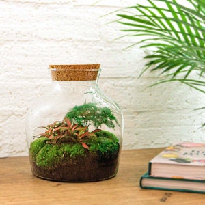 Terrarium DIY Kit • Little Joe • Ecosystem with plants • ↑ 21.5 cm • Closed Terrarium • Asparagus • Fittonia