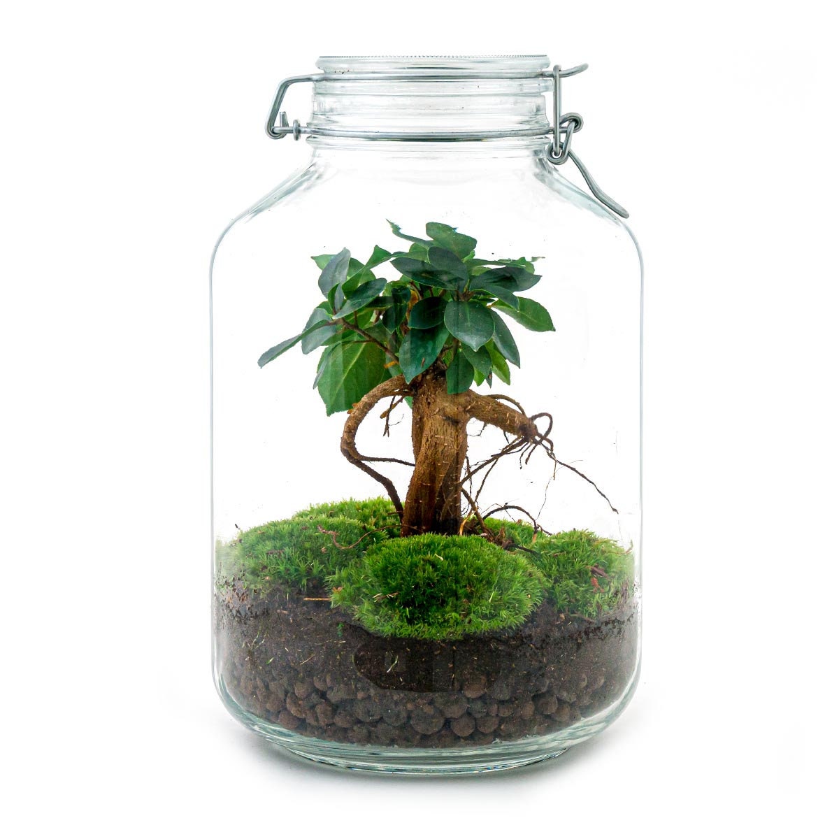 Jar DIY Kit Ecosystem With Ficus Ginseng Bonsai - Etsy Norway
