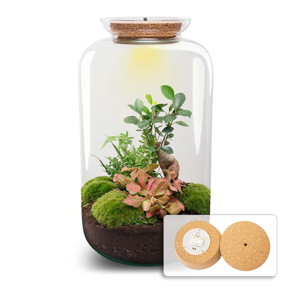 Sven XL Bonsai - Terrarium mit Licht - Flaschengarten Bastelset -  23 cm   43 cm - Etsy.de
