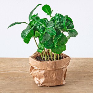 Pode incluir: Uma pequena planta de café em vaso com múltiplos caules e folhas verdes em um vaso de papel marrom. A planta está sentada em uma superfície de madeira marrom claro.