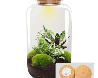 Flaschengarten • ↑ 43 cm • Botanical Sven XL • Pflanzenterrarium mit Pflanzen im Glas • Ökosystem mit Pflanzen • DIY terrarium set