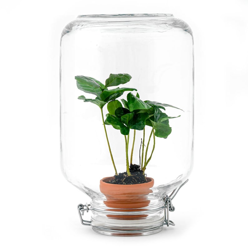 May include: A small green plant in a terracotta pot is enclosed within a large, clear glass jar with a hinged lid. The plant has several stems with large, vibrant green leaves. The jar is on a white background.