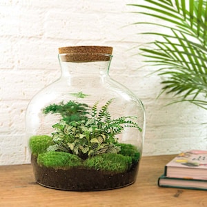 Flaschengarten • Fat Joe Grun • ↑ 30 cm •  Ökosystem mit Pflanzen • DIY Terrarium kit