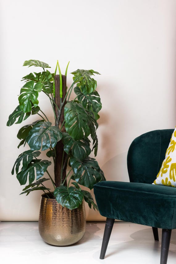 monstera günstig kaufen Monstera Deliciosa | 70cm | Online kaufen