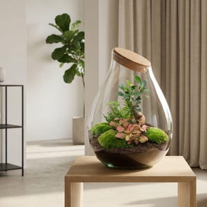 Drop XXL Bonsai - Terrarium with cork - Bottle garden DIY kit - Green and Red plants - Ø 34 cm ↑ 43 cm