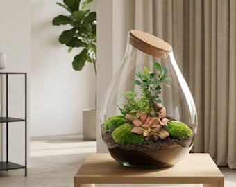 Drop XXL Bonsai - Terrario con tappo di sughero - Kit fai da te per giardino in bottiglia - Piante verdi e rosse - Ø 34 cm ↑ 43 cm
