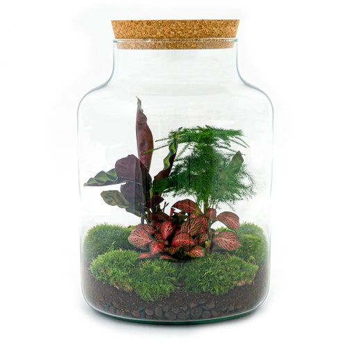 Terrarium DIY Kit Bolder Bob Ecosystem With Plants 30 Etsy