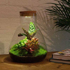 Terrarium • Sam Calathea met licht • DIY Flessentuin Kit LED-verlichting • ↑ 30 cm • Gesloten Kurk Top Terrarium