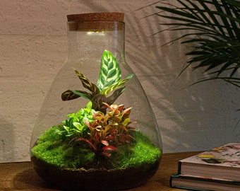 Terrarium • Sam Calathea with light • DIY Bottle garden Kit LED lighting • ↑ 30 cm • Closed Cork Top Terrarium