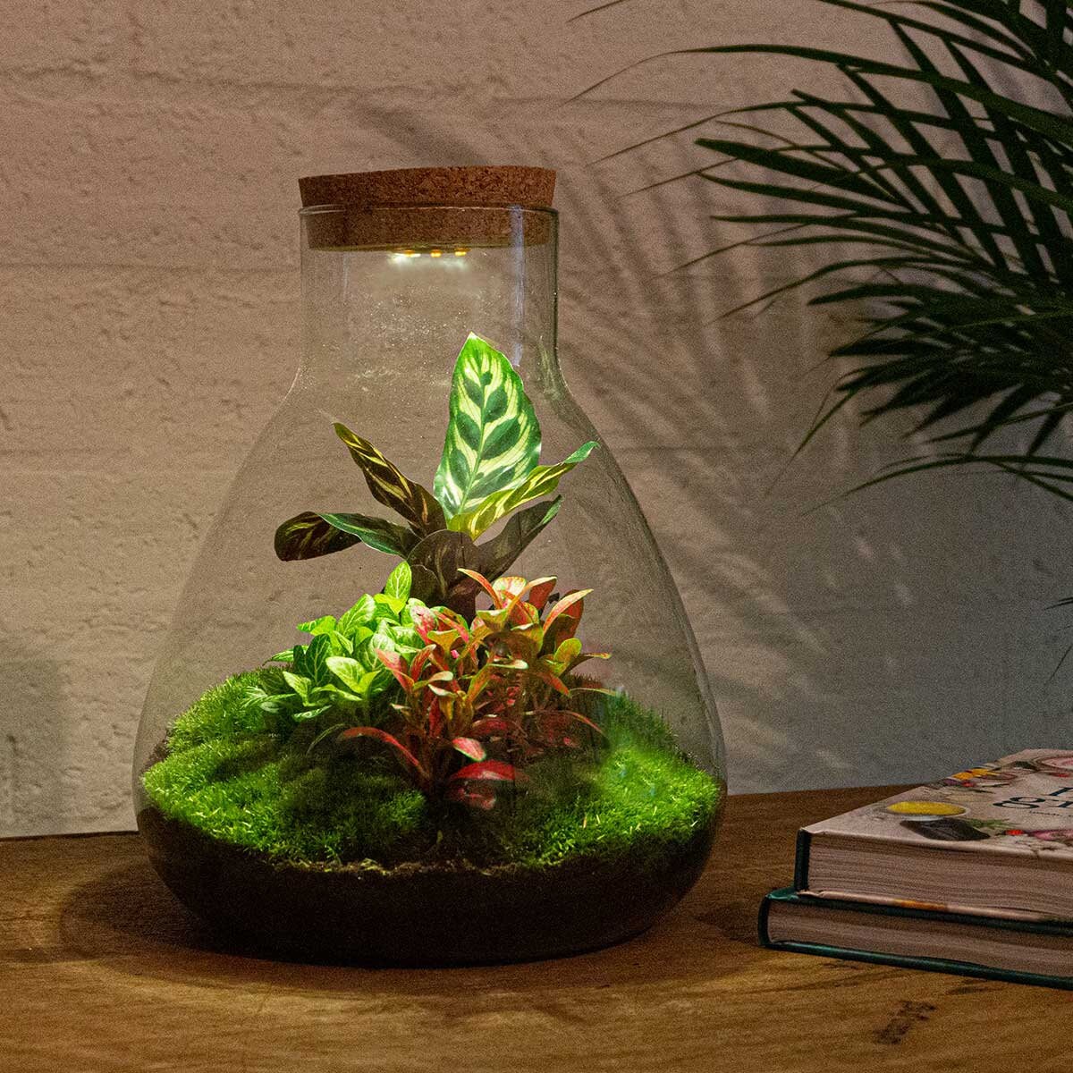 weigeren afstuderen Uitdrukkelijk Led lights terrarium - Etsy België