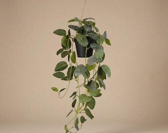 Artificial Fittonia - Hanging plant in pot - Green & White - 70 cm