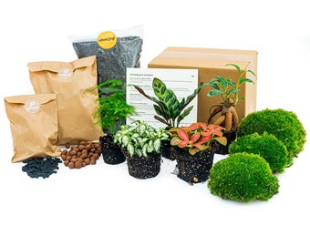 Plant terrarium kit - 5 terrarium plants - Bonsai - Asparagus - Lancifolia - 2x Fittonia Closed terrarium plants • Do-It-Yourself (DIY)