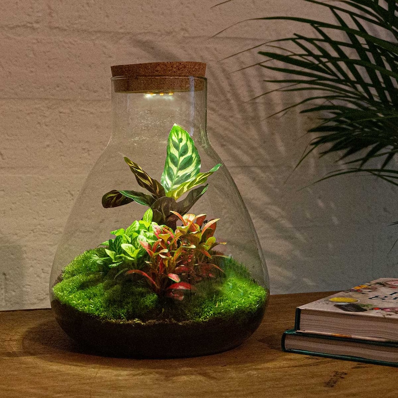 May include: A clear glass terrarium with a cork lid and a small light inside. The terrarium contains a variety of green and red plants, including moss.