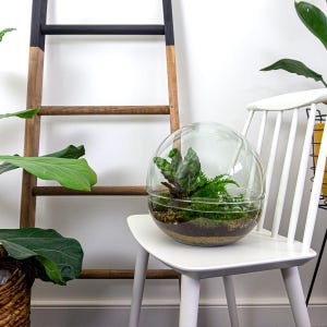 Dome XL - Tvådelat runt glasterrarium - Flaskträdgård DIY-kit - Ø 28 cm ↑ 28 cm