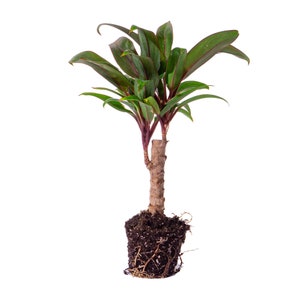 Palm 15-22 cm Cordyline Fruticosa Purple Compacta Terrarium plant image 2