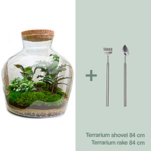 Kit DIY para terrario Ecosistema con plantas 30 cm Fat Joe Terrario cerrado Kit Hágalo usted mismo Calathea Fittonia Musgo +Rake/Shovel