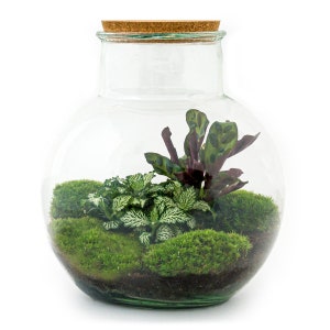 Terrarium DIY Kit • Teddy • Ecosystem with plants • ↑ 26,5 cm • Do-It-Yourself • Moss • Terrarium Plants • Closed Terrarium