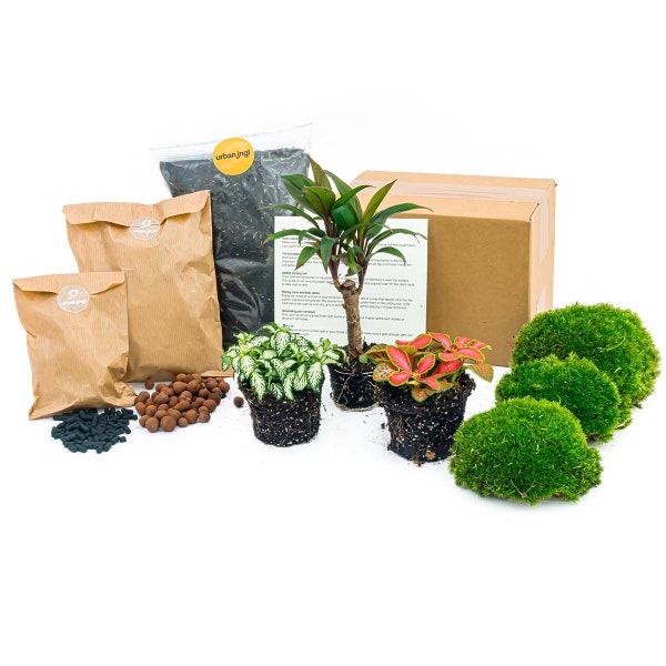 Plant terrarium kit • Palm • 3 terrarium plants • Closed terrarium plants • Do-It-Yourself (DIY) Pack