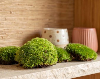 Kissenmoos - Brötchenmoos - live - Säckchen mit frischem Moos für Terrarium, Indoor und Garten - urbanjngl.com