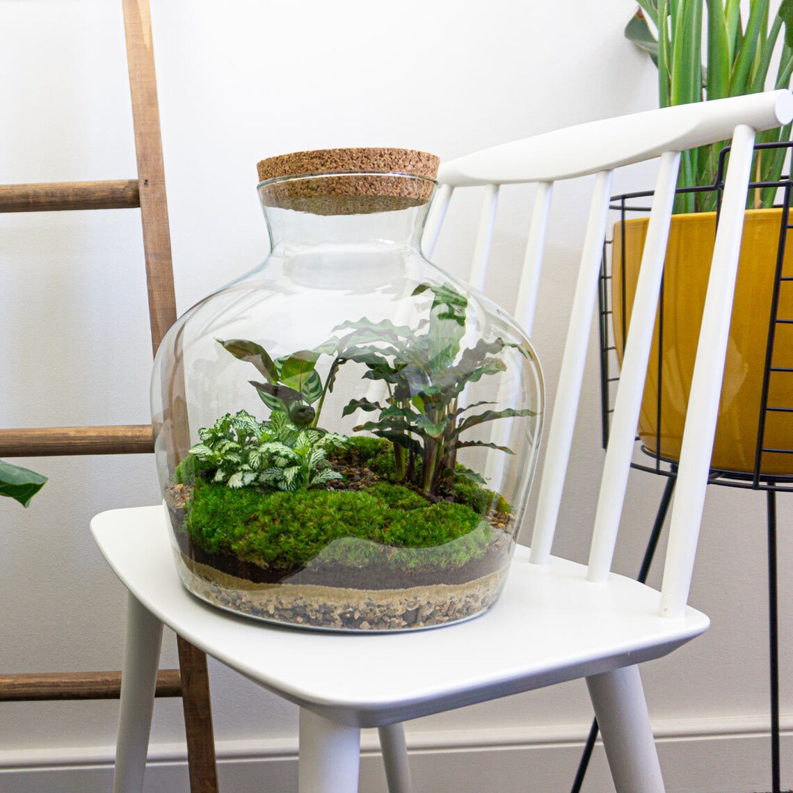 Terrarium DIY Kit Ecosystem With Plants 30 Cm Fat Joe Etsy Canada