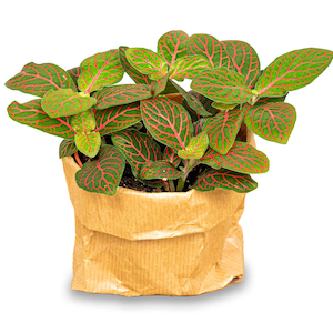 Fittonia Joly Josan - Red and green - Mosaic plant