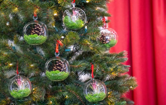 Luftpflanze Christbaumkugel: Glaskugel mit Moos