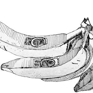 Bunch of Bananas Pen Drawing Print