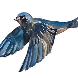 Barn Swallow Watercolor Painting Print