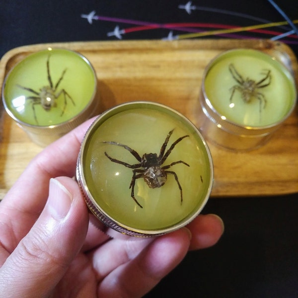 52mm Wide Luminous Spider/Scorpion/Bee Specimen & Zinc Alloy Double Layer Tobacco Grinder