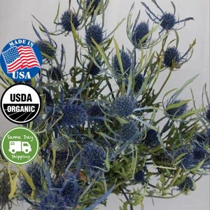ORGANIC Dried Preserved Deep Sea Blue Thistle Sea Holly LARGE Bundle (60 THISTLES)+ Free Same Day Shipping
