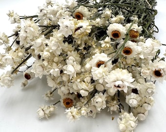 Dried Mini Daisies: Ammobium Winged Everlasting Flowers for Decor