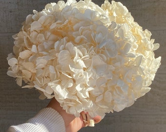 ORGANIC Ivory-White Dried-Preserved Hydrangea LARGE bundle (3 HEADS)
