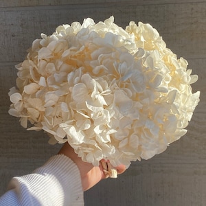 May include: A large bouquet of dried white hydrangeas. The flowers are arranged in a round shape and are being held in someone's hand.