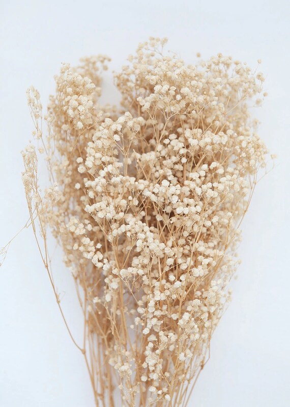 Dried Baby's Breath Ivory Preserved 2 BUNDLE PACK 30 Etsy