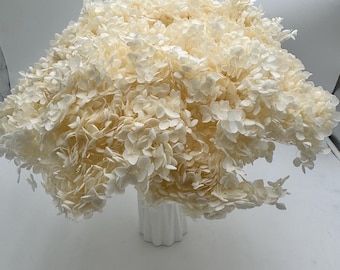 May include: A large, dense bouquet of off-white, dried hydrangea flowers arranged in a white, vertically ribbed cylindrical vase. The delicate, papery petals create a voluminous, rounded shape that fills the frame with soft, neutral tones.