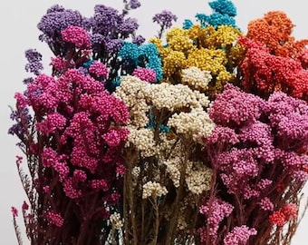 Flores de mijo secas — 2026 Flores de arroz preservadas naturales / Ramo de boda bohemio, decoración rústica para el hogar, arreglo para rellenar jarrones